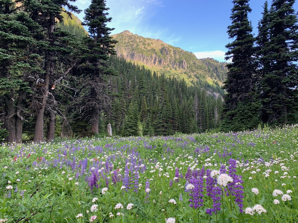 Evergreen forest and a wildflower meadow at Mount Rainier National Park